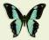 Motyl w gablotce Papilio chrapkowskoides