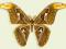 Motyl w gablotce Attacus atlas