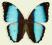 Motyl w gablotce Morpho deidamia mariae