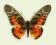 Motyl w gablotce Graphium ridleyanus