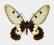 Motyl w gablotce Cressida cressida