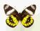 Motyl w gablotce Delias woodii