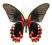 Motyl w gablotce Papilio rumnazowia
