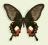 Motyl w gablotce Papilio alphenor - samica