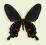 Motyl w gablotce Pachliopta kotzebuea -samica