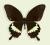 Motyl w gablotce Papilio hipponus