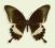 Motyl w gablotce Papilio hipponus - samica
