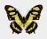 Motyl w gablotce Siproeta stelenes