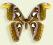 Motyl w gablotce Attacus atlas -samica