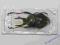 Chrząszcz kruszczyca Dicranocephalus wallichi