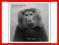 Baboon Moon - Molvaer Nils Petter [nowa]