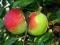 Jabłoń Cortland Wici sprzedaż wiosna jesień W