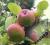 Jabłoń Close sprzedaż wiosna jesień W