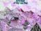 CARAVAN / In the Land of Grey and Pink [CD]
