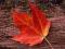 Jesienny liść - fototapeta fototapety 175x115 cm
