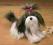 Pies, Piesek SHIH TZU -22cm GUND importer!! SUPER