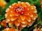 DALIA DEKORACYJNA BAHAMA APRICOT - DALIE #TANIO#