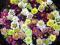 CIEMIERNIK - HELLEBORUS MIX 3SZT # TANIO #