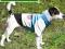TRIXIE UBRANKO SWETER TORONTO 40cm 30603 PROMOCJA
