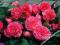 BEGONIE - BEGONIA NON-STOP RÓŻOWA #OKAZJA#