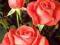 Rosa 'Super Star' - Róża wielkokwiatowa