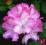 Różanecznik BLURETTIA Rhododendron fioletowy !