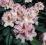 Różanecznik Progres Rhododendron różowy !!