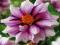 DALIA MIGNON EDGE OF JOY - DALIE #TANIO#