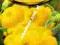 Patison żółty - nasiona warzyw 0,8g LEGUTKO