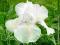 IRYS - IRIS GERMANICA BIAŁY 1 SZT