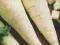 Pietruszka korzeniowa HALBLANGE- BERLIŃSKA Nasiona