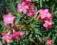 ====> OLEANDER - PIEKNE KWIATY !!! <===