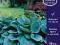 HOSTA - FUNKIA ELEGANS od paeonia_pl