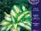 HOSTA - FUNKIA SUMMER MUSIC od paeonia_pl