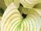 HOSTA - FUNKIA WHITE FEATHER od paeonia_pl