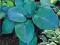 FUNKIA  HOSTA  BLUE  kłącze  1szt