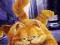GARFIELD @ niezly ubaw ! wys. GRATIS @ Sprawdz NAS