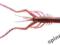 Daiwa B-SHRIMP krewetka 12,5cm america zarigani