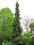 Picea omorika 'Pendula' Świerk serbski PŁACZĄCY