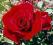 Rosa - Róża (czerwona) NASYCONA CZERWIEŃ !!!!!!