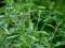 OGRÓD ZIOŁOWY ZIOŁA  CZĄBER   NASIONA #29N11#