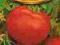 Pomidor Betalux świeże nasiona 1g +AL+