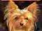 Yorkshire terrier, Karin Biala-Gauss - od SS