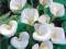 KALLA - Calla  AETHIOPICA   1szt  *HP*