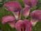 KALLA - Calla  CAPTAIN  ROMANCE   1szt  *HP*