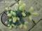 Picea pungens 'Fruhling Gold' - Świerk kłujący