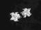 Kolczyki srebro ,kwiatki PROMOCJA -  20 %