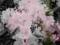 Rhododendron 'Jacksonii' - Rododendron RÓŻ !!!!!