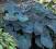 FUNKIA  HOSTA  HADSPEN  BLUE   kłącze  1szt