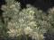 Pinus parviflora 'Ogon Janome' - ZŁOTE OKO WĘŻA!!!